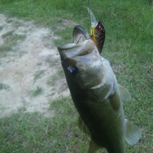 Meet your Posher, Gavin